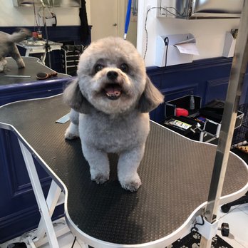 Vanderpump Dogs - After Haircut. Happy doggie ! - Pet Adoption Near Me - Los Angeles, California Vanderpump Dogs - After Haircut. Happy doggie ! - Pet Adoption Near Me - Los Angeles, California