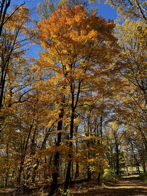 Rockefeller State Park Preserve by null
