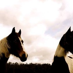 Horseplay Farms