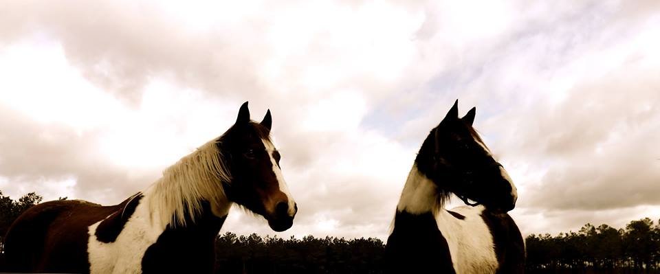 Horseplay Farms Image