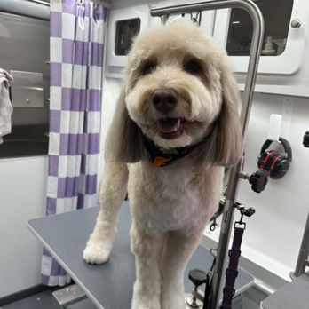 Hot Under the Collar - Pet Groomers Near Me