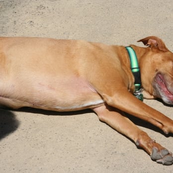 Hagafen Cellars - Murphy the greeter - Wineries Near Me - Napa, California Hagafen Cellars - Murphy the greeter - Wineries Near Me - Napa, California
