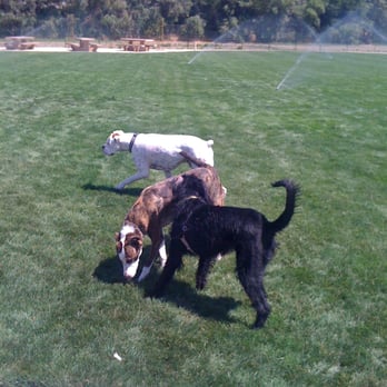 Watson Park - Getting "sprinklered" on the new lawn - Dog Parks Near Me - San Jose, California