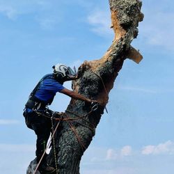 Aaron's Perfect Cut Tree Service