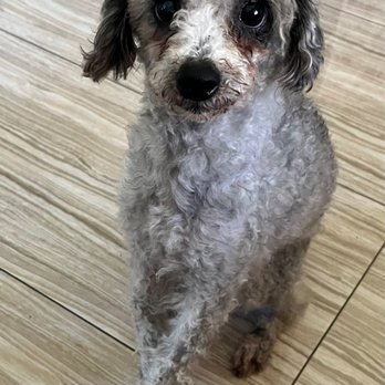 A+ Pet Grooming - Pet Groomers Near Me - West Covina, California A+ Pet Grooming - Pet Groomers Near Me - West Covina, California