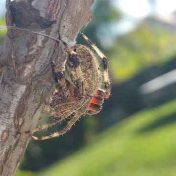 Renowned Pest Management - Orb weaver spider - Pest Control Near Me - Carlsbad, California Renowned Pest Management - Orb weaver spider - Pest Control Near Me - Carlsbad, California