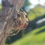 Photo of Renowned Pest Management