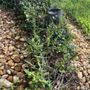 Photo of JP’s Green & Clean Landscaping and Lawn Service