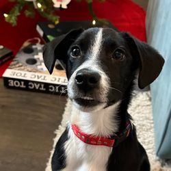 Paws Deep Animal Rescue​