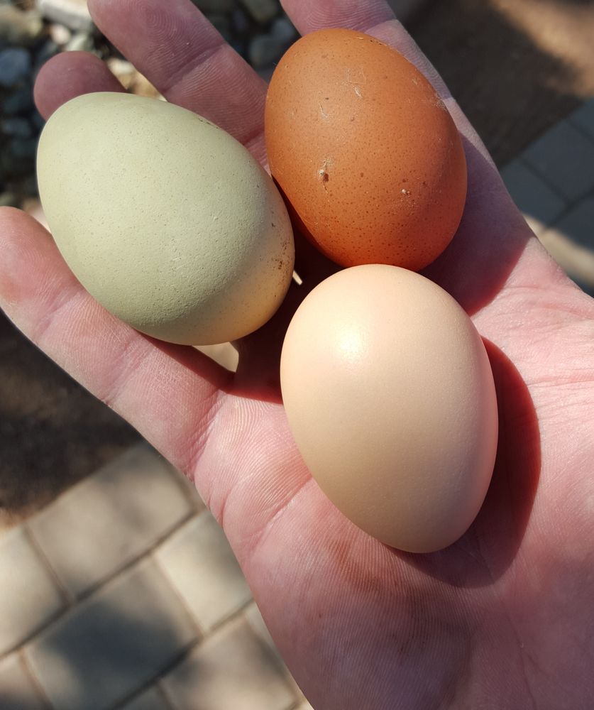 Fostering Hope - social services organization in Peoria, AZ