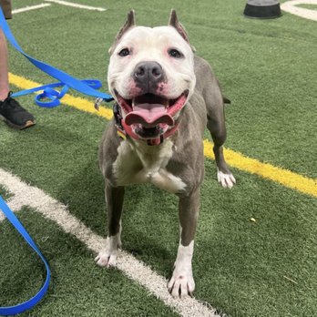 FurIife K9 Training - Pet Training Near Me FurIife K9 Training - Pet Training Near Me