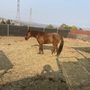 Photo of Valley Equine Hospital