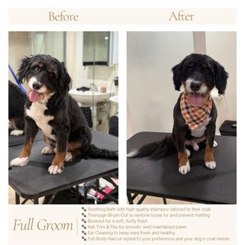 Aussome Paw Spa - Full Groom: Before & After - Pet Groomers Near Me Aussome Paw Spa - Full Groom: Before & After - Pet Groomers Near Me