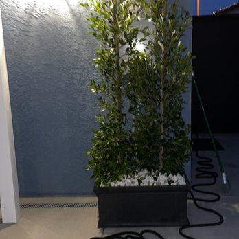 Azul and Verde Nursery - Trees - Nurseries & Gardening Near Me - Torrance, California Azul and Verde Nursery - Trees - Nurseries & Gardening Near Me - Torrance, California