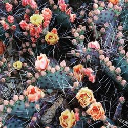 Prickly Peach Wax Bar - Prickly pear cactus with peach flowers