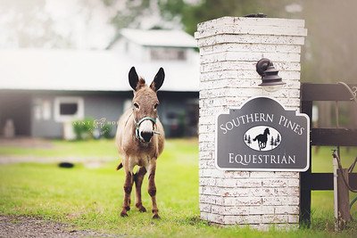 Southern Pines Equestrian - equestrian in St. Augustine, FL