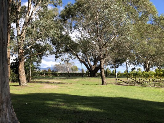 Cloudy Bay Vineyards by null