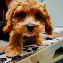 Monroe Street Animal Hospital