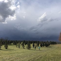 Alexander Tree Farm - Varieties, most between 6-9 feet