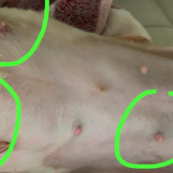 LILO'S Mobile Pet Spa - Pet Groomers Near Me