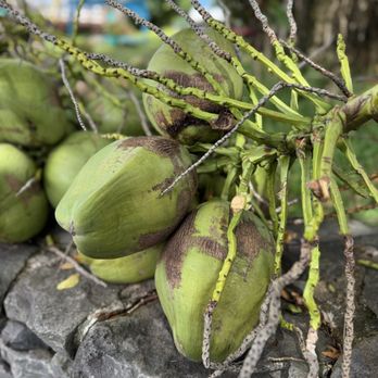 Coconut Glen's Ice Cream - Young coconuts - Ice Cream & Frozen Yogurt Near Me - Nahiku, Hawaii