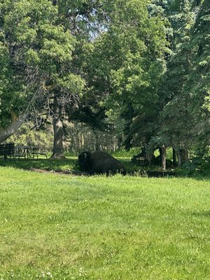 Elk Island National Park by null