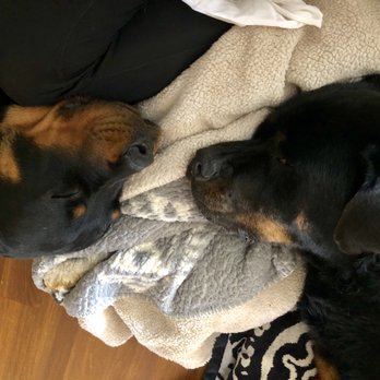 Loving Hands Veterinary Services - Buster saying his final goodbye to Deja. - Veterinarians Near Me Loving Hands Veterinary Services - Buster saying his final goodbye to Deja. - Veterinarians Near Me