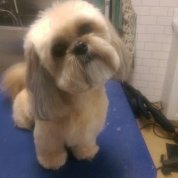 Libby's Grooming and Spaw - Whats up? - Pet Groomers Near Me - Burlington, Ontario Libby's Grooming and Spaw - Whats up? - Pet Groomers Near Me - Burlington, Ontario