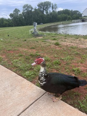 The River Room by null