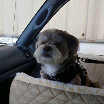 Luv On A Leash - Going for a truck ride with Dad. - Pet Groomers Near Me - Satellite Beach, Florida Luv On A Leash - Going for a truck ride with Dad. - Pet Groomers Near Me - Satellite Beach, Florida