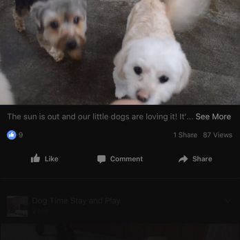 Dog Time! - This was from the Facebook roll call video that my son just loved - Pet Boarding Near Me - San Leandro, California Dog Time! - This was from the Facebook roll call video that my son just loved - Pet Boarding Near Me - San Leandro, California