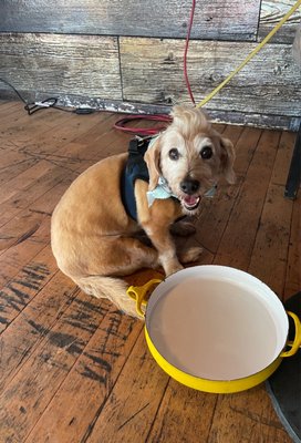 Hound + Bottle by null