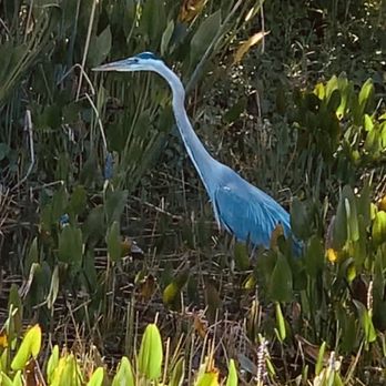Wakodahatchee Wetlands - Blue heron - Parks Near Me - Delray Beach, Florida Wakodahatchee Wetlands - Blue heron - Parks Near Me - Delray Beach, Florida