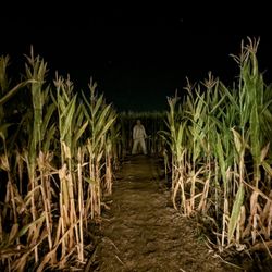 Corbetts House of Horrors - Haunted Corntrail
