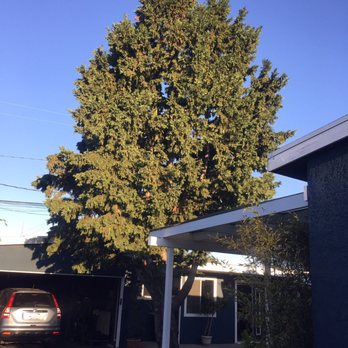 Jimmie's Tree Service - Before and after service - Tree Services Near Me Jimmie's Tree Service - Before and after service - Tree Services Near Me