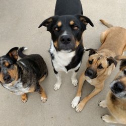 All Wags Care - Training Reinforcement