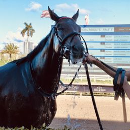 Happy pony won the race and got a bath