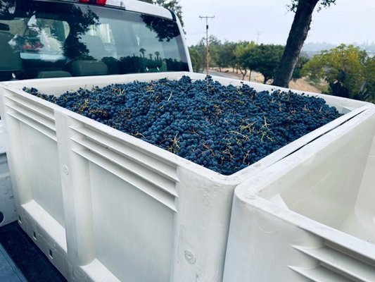 Elleary Wine Tasting Room by null