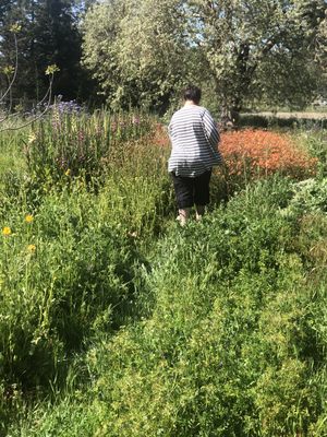 Wildflower & Fern by null