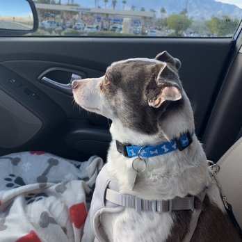 Retrievers and Friends - On our way home! - Pet Adoption Near Me Retrievers and Friends - On our way home! - Pet Adoption Near Me