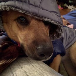 Daisy in her jacket