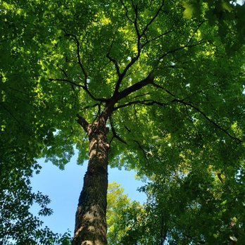 Hidden Oaks Nature Center - Beautiful tree - Parks Near Me - Bolingbrook, Illinois Hidden Oaks Nature Center - Beautiful tree - Parks Near Me - Bolingbrook, Illinois