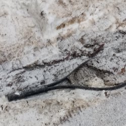 Peppinos Pizza Llc Corporate Office - Left garbage in my driveway