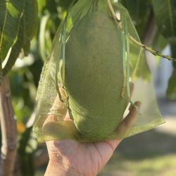 Van’s Nursery - Valencia Pride Mango
