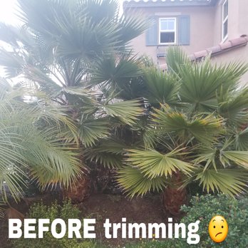 Los Reyes - Tree Services Near Me