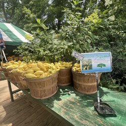 Ed Lester Farms - I love me some yellow Squash!