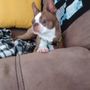 Wilton Animal Hospital