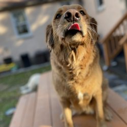 Under Dogs - Sandy (cheeks)
