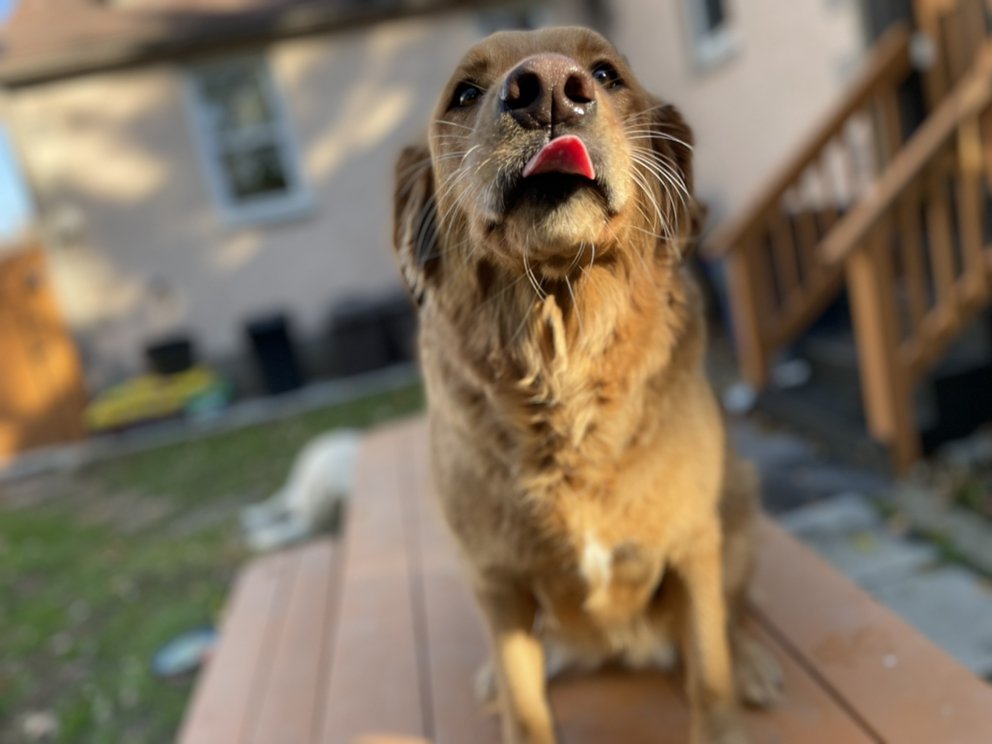 Under Dogs - pet boarding facility in Aston, PA