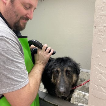 See Spot Clean - Blow drying dog - Pet Groomers Near Me - Goodyear, Arizona
